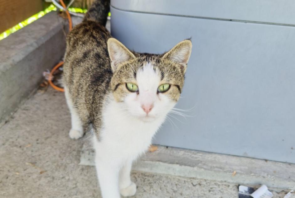 Fundmeldung Katze Männliche , 1 Jahr Romont Schweiz Fundmeldung Katze Männliche , 1 Jahr Romont Schweiz