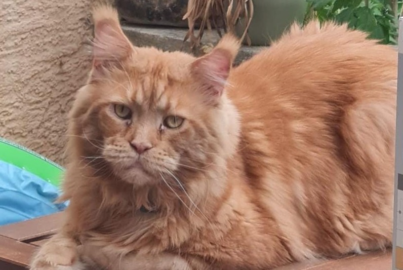 Vermisstmeldung Katze  Männliche , 5 jahre Basel Schweiz