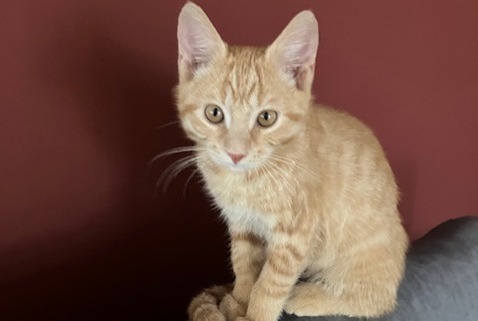 Disappearance alert Cat Male , 0 years Sergey Switzerland Disappearance alert Cat Male , 0 years Sergey Switzerland