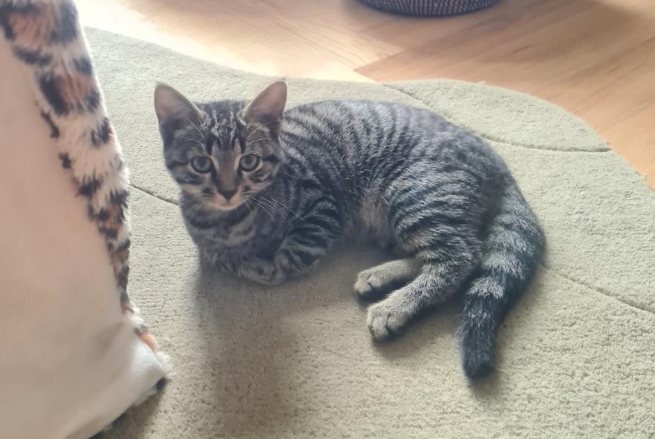 Alerta de Hallazgo Gato  Desconocido Vuadens Suiza