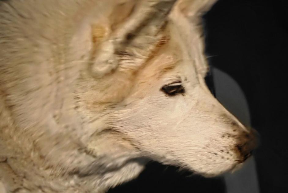 Alerta de Hallazgo Perro cruce Hembra Anniviers Suiza