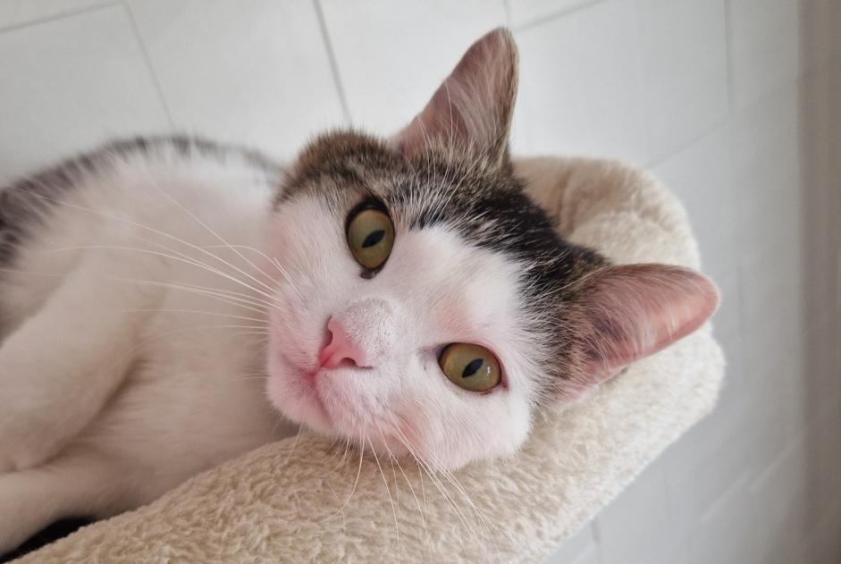 Alerte Disparition Chat croisement Mâle , 1 ans Neyruz Suisse