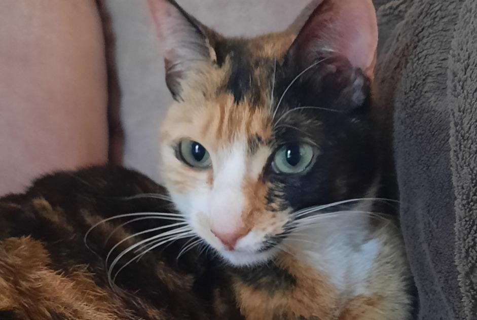 Alerte Disparition Chat croisement Femelle , 3 ans Semsales Suisse