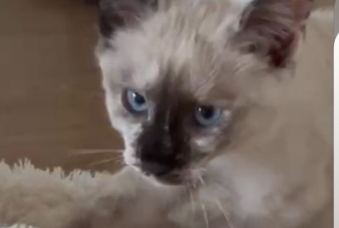 Alerte Disparition Chat croisement Femelle , 0 ans Arbaz Suisse