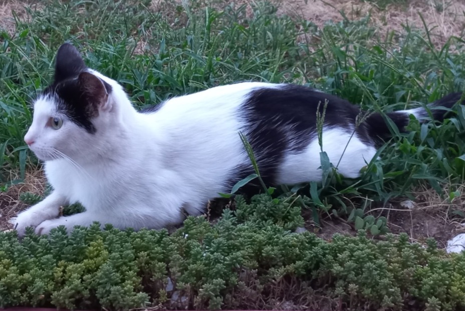 Alerte Découverte Chat Femelle Villars-sur-Glâne Suisse