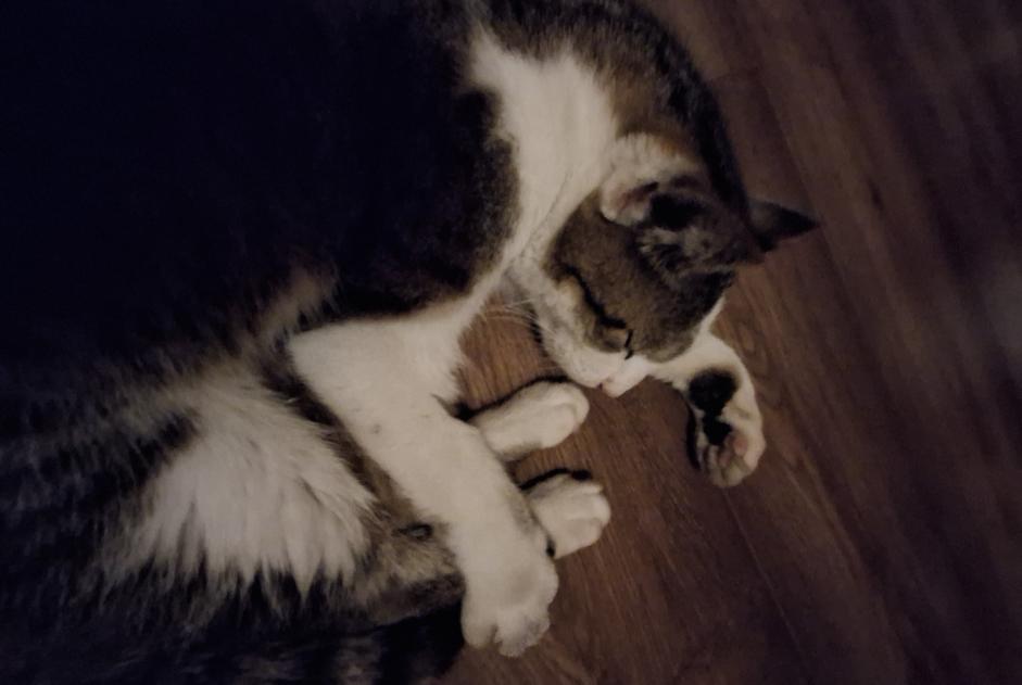 Alerte Découverte Chat Mâle Autigny Suisse