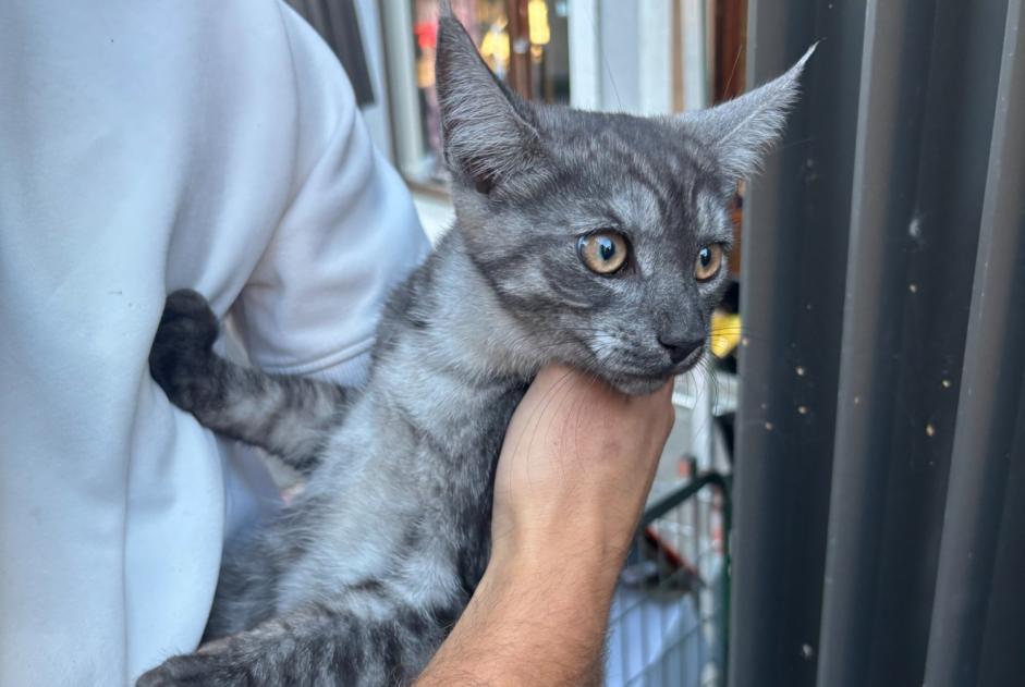 Alerte Découverte Chat Inconnu , Entre 4 et 6 mois Lausanne Suisse