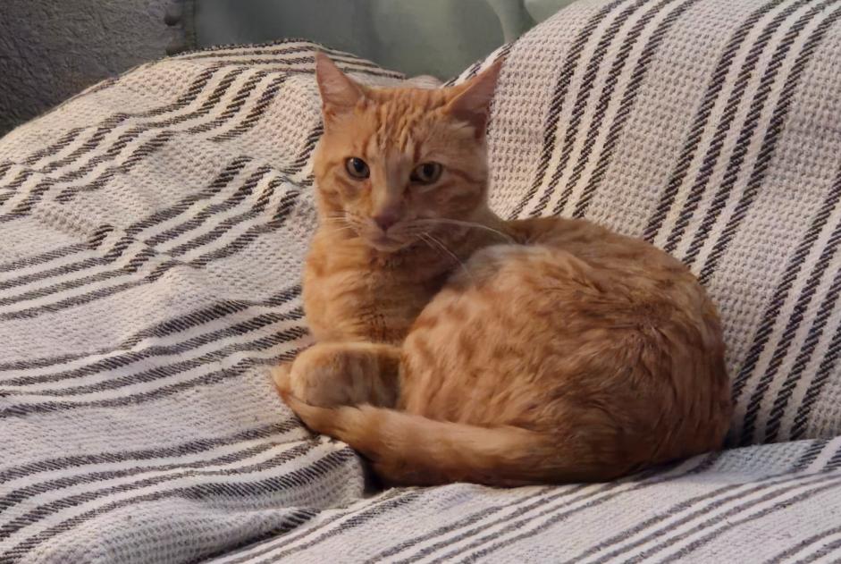 Alerte Découverte Chat  Mâle Founex Suisse