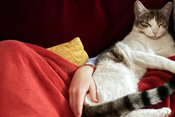 Avviso scomparsa Gatto Femmina , 1 anni Lausanne Svizzera Avviso scomparsa Gatto Femmina , 1 anni Lausanne Svizzera