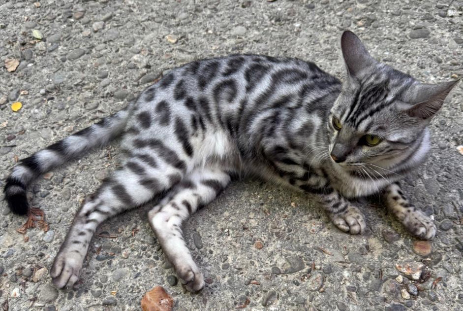 Avviso Ritrovamento Gatto Non conosciuta Reinach Svizzera Avviso Ritrovamento Gatto Non conosciuta Reinach Svizzera