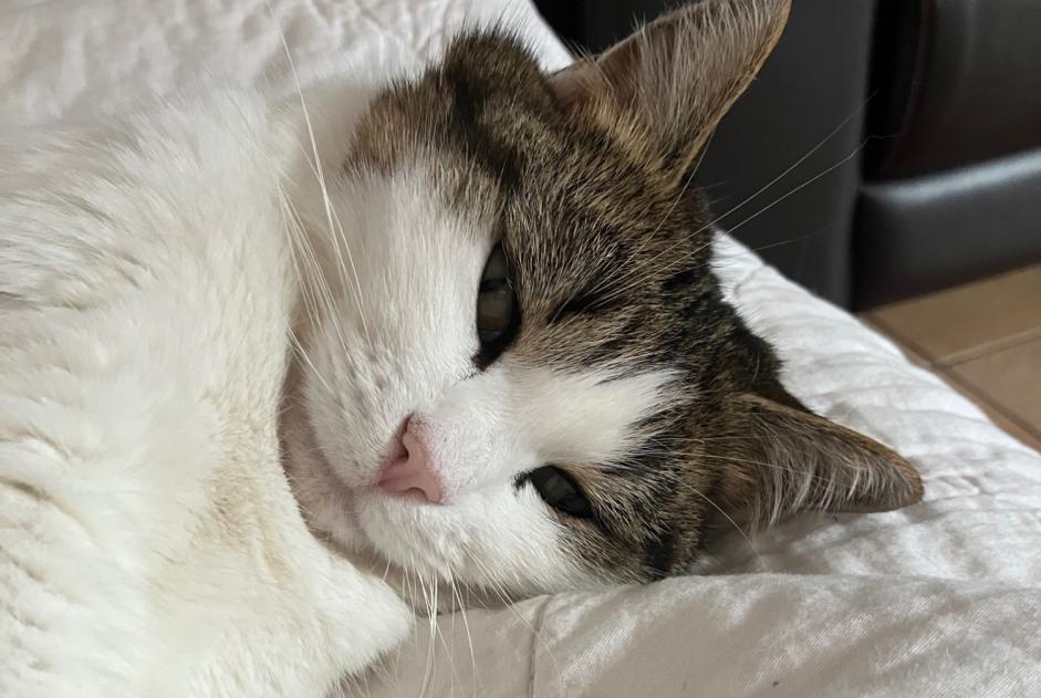 Verdwijningsalarm Kat Vrouwtje , 6 jaar Belmont-Broye Zwitserland