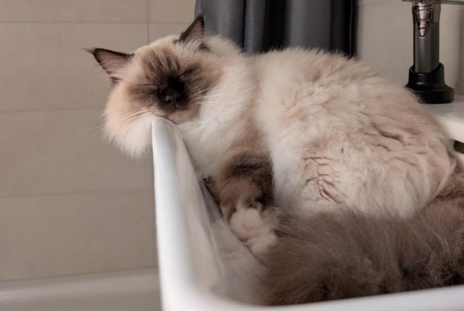 Alerta desaparecimento Gato  Macho , 4 anos Neuchâtel Switzerland