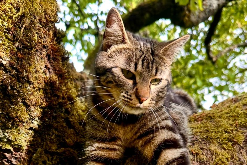 Alerta desaparecimento Gato Fêmea , 2 anos Milvignes Switzerland Alerta desaparecimento Gato Fêmea , 2 anos Milvignes Switzerland