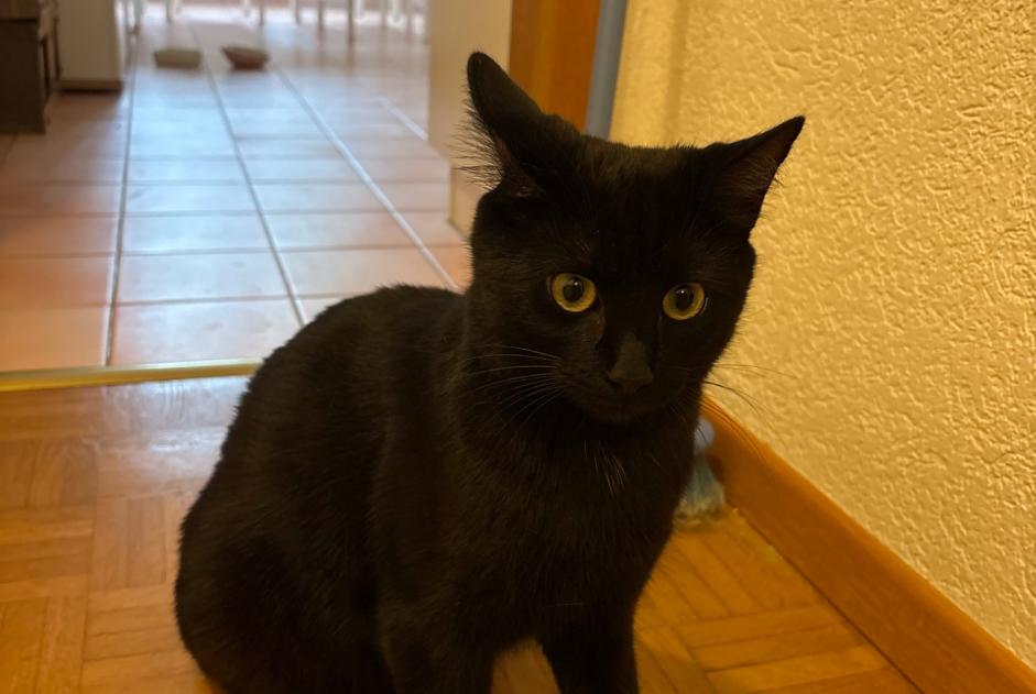 Alerta desaparecimento Gato Macho , 1 anos Chéserex Switzerland