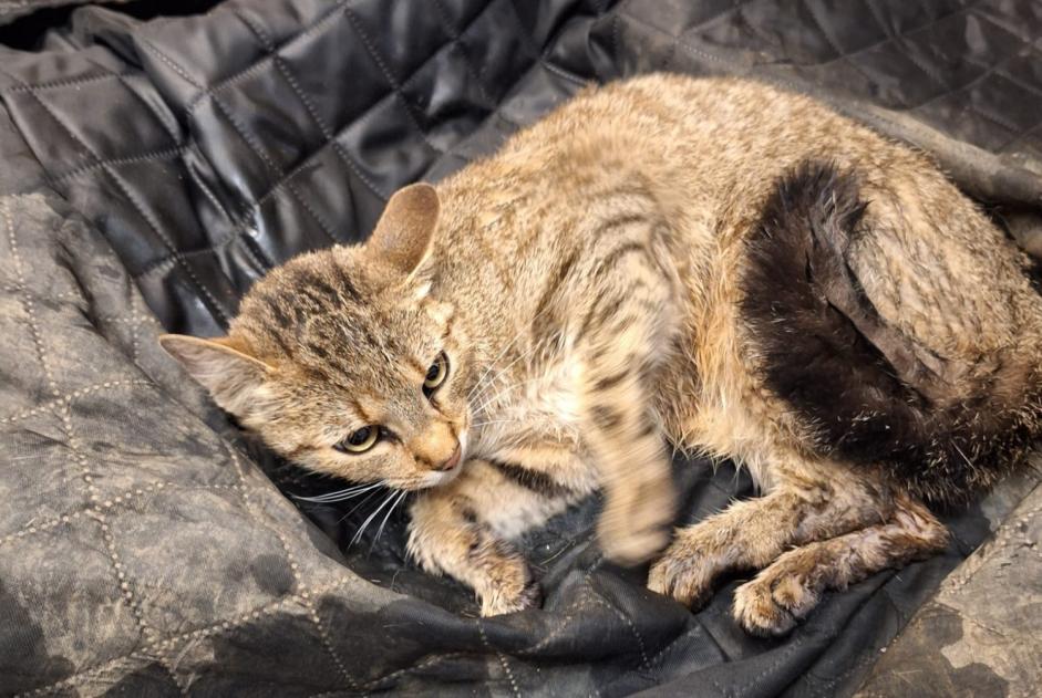 Alerta descoberta Gato cruzamento Desconhecido , 3 anos Le Locle Switzerland